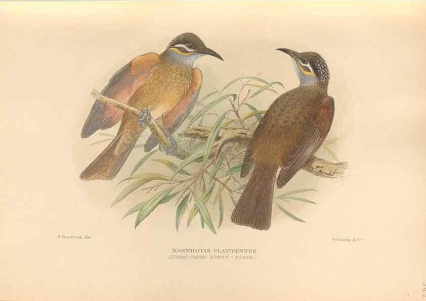 Reproducción/Reproduction 48744039737: The Birds of Australia. London :Witherby & Co.,1910-1927.. 