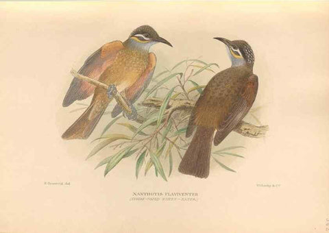Reproducción/Reproduction 48744039737: The Birds of Australia. London :Witherby & Co.,1910-1927.. 