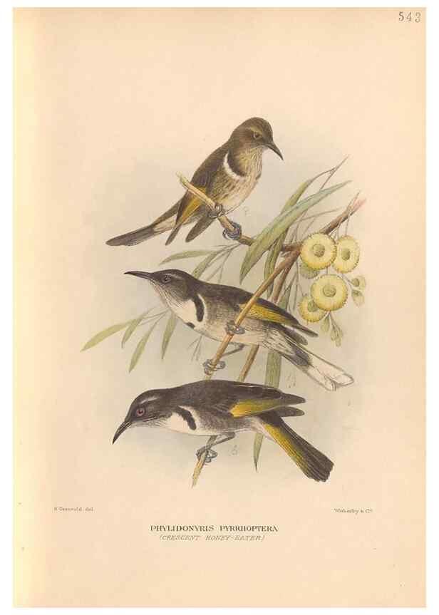 Reproducción/Reproduction 48744040042: The Birds of Australia. London :Witherby & Co.,1910-1927.. 