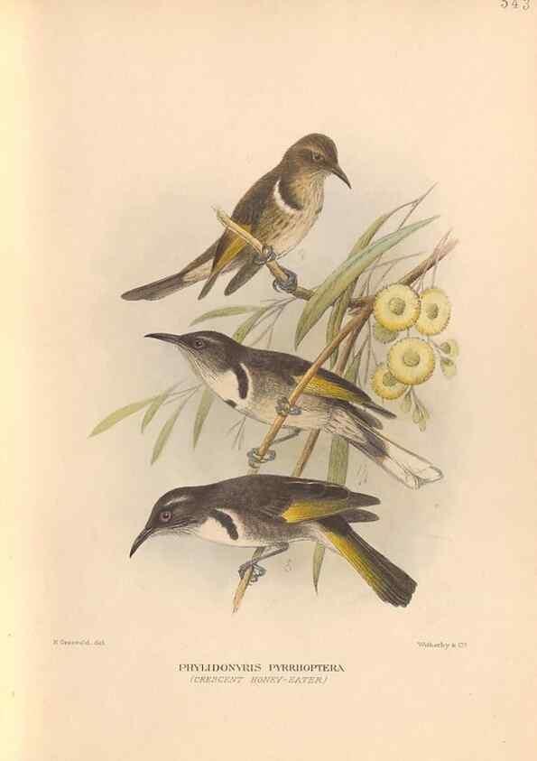 Reproducción/Reproduction 48744040042: The Birds of Australia. London :Witherby & Co.,1910-1927.. 