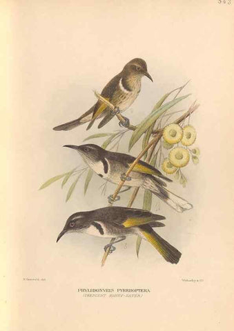 Reproducción/Reproduction 48744040042: The Birds of Australia. London :Witherby & Co.,1910-1927.. 