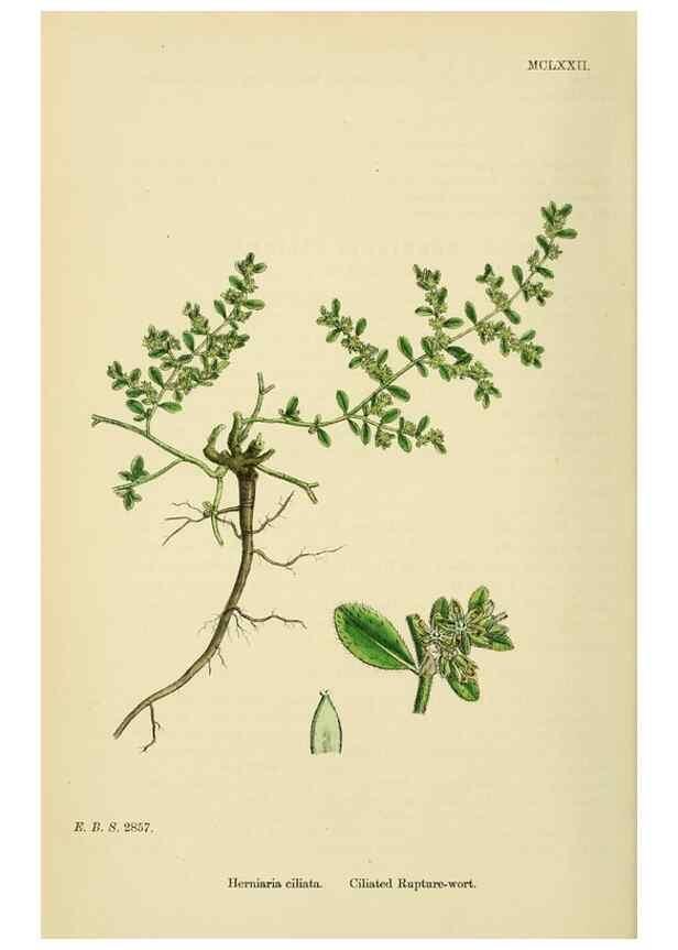 Reproducción/Reproduction 48717752308: English botany, or, Coloured figures of British plants /. London :R. Hardwicke,1863-1886.. 