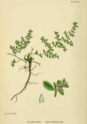 Reproducción/Reproduction 48717752308: English botany, or, Coloured figures of British plants /. London :R. Hardwicke,1863-1886.. 