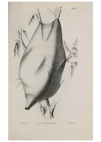 Reproducción/Reproduction 48749105706: Études sur la famille des vespides /. Paris :V. Masson ;1852-1858.. 