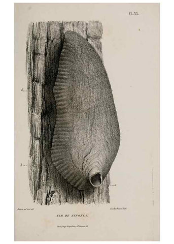 Reproducción/Reproduction 48748772753: Études sur la famille des vespides /. Paris :V. Masson ;1852-1858.. 