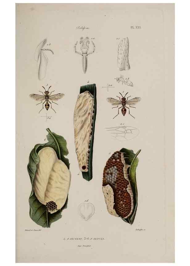 Reproducción/Reproduction 48749287067: Études sur la famille des vespides /. Paris :V. Masson ;1852-1858.. 