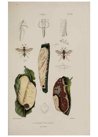 Reproducción/Reproduction 48749287067: Études sur la famille des vespides /. Paris :V. Masson ;1852-1858.. 