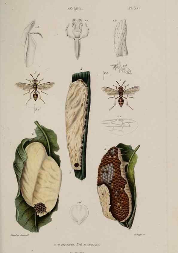 Reproducción/Reproduction 48749287067: Études sur la famille des vespides /. Paris :V. Masson ;1852-1858.. 