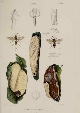 Reproducción/Reproduction 48749287067: Études sur la famille des vespides /. Paris :V. Masson ;1852-1858.. 