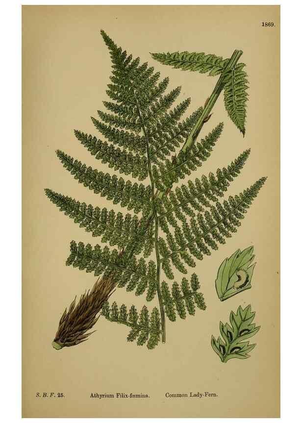 Reproducción/Reproduction 48750315581: English botany, or, Coloured figures of British plants /. London :R. Hardwicke,1863-1886.. 