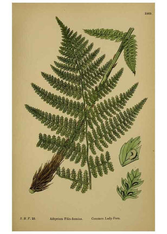 Reproducción/Reproduction 48750315581: English botany, or, Coloured figures of British plants /. London :R. Hardwicke,1863-1886.. 