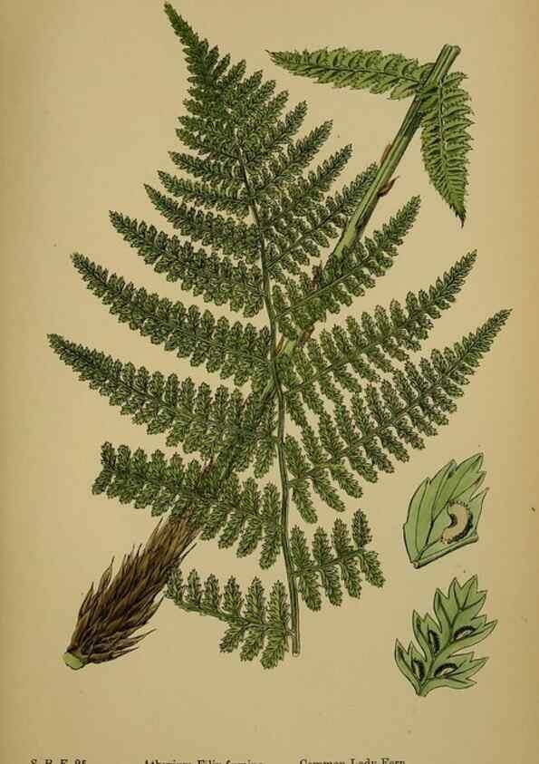Reproducción/Reproduction 48750315581: English botany, or, Coloured figures of British plants /. London :R. Hardwicke,1863-1886.. 