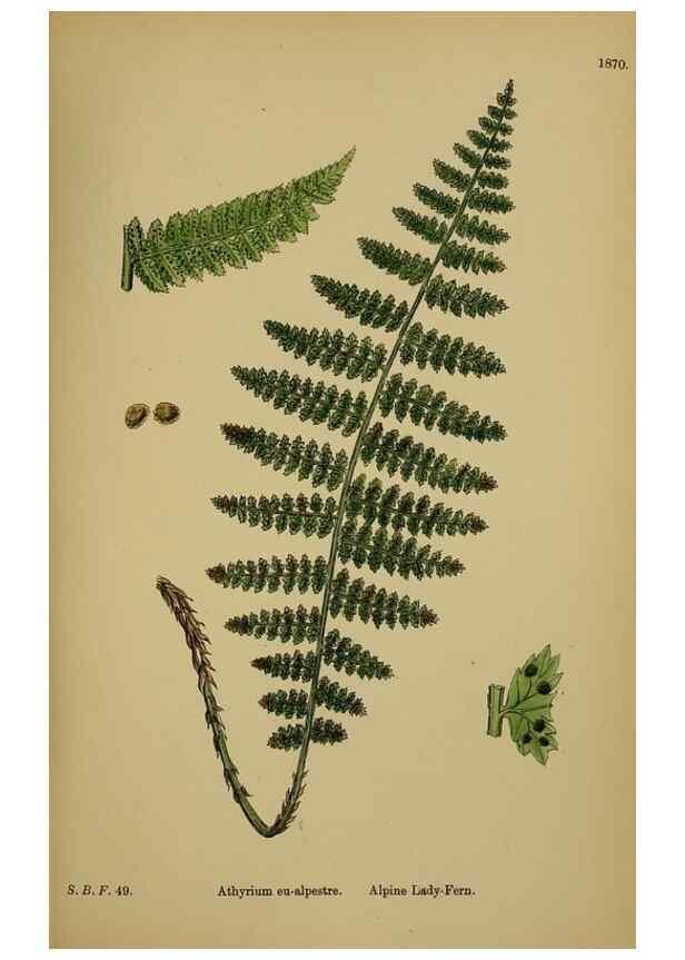 Reproducción/Reproduction 48749989148: English botany, or, Coloured figures of British plants /. London :R. Hardwicke,1863-1886.. 