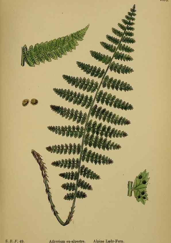 Reproducción/Reproduction 48749989148: English botany, or, Coloured figures of British plants /. London :R. Hardwicke,1863-1886.. 