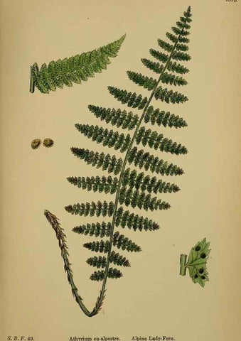Reproducción/Reproduction 48749989148: English botany, or, Coloured figures of British plants /. London :R. Hardwicke,1863-1886.. 