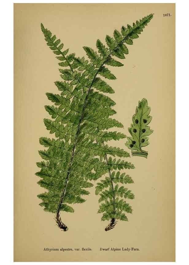 Reproducción/Reproduction 48750316221: English botany, or, Coloured figures of British plants /. London :R. Hardwicke,1863-1886.. 