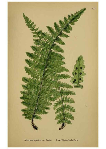Reproducción/Reproduction 48750316221: English botany, or, Coloured figures of British plants /. London :R. Hardwicke,1863-1886.. 