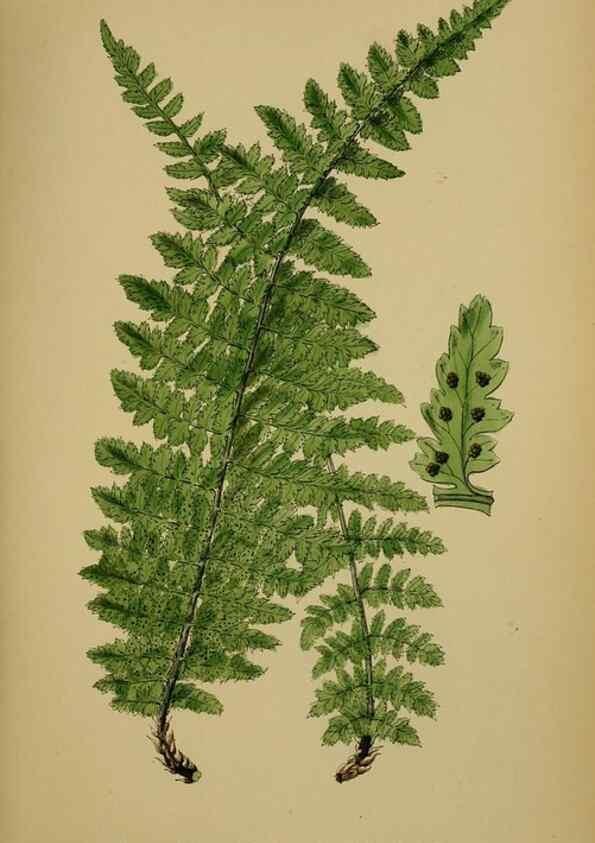 Reproducción/Reproduction 48750316221: English botany, or, Coloured figures of British plants /. London :R. Hardwicke,1863-1886.. 