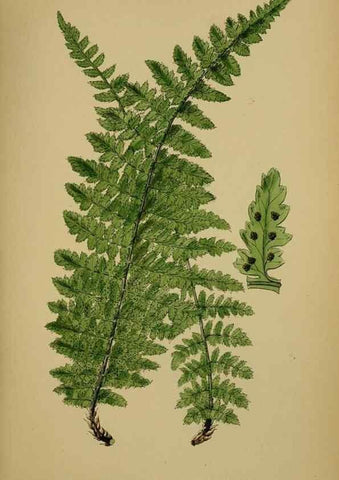 Reproducción/Reproduction 48750316221: English botany, or, Coloured figures of British plants /. London :R. Hardwicke,1863-1886.. 