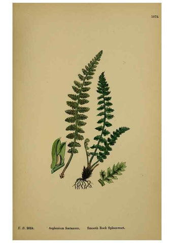 Reproducción/Reproduction 48750505457: English botany, or, Coloured figures of British plants /. London :R. Hardwicke,1863-1886.. 