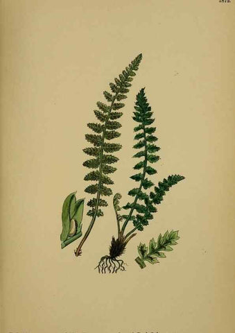Reproducción/Reproduction 48750505457: English botany, or, Coloured figures of British plants /. London :R. Hardwicke,1863-1886.. 