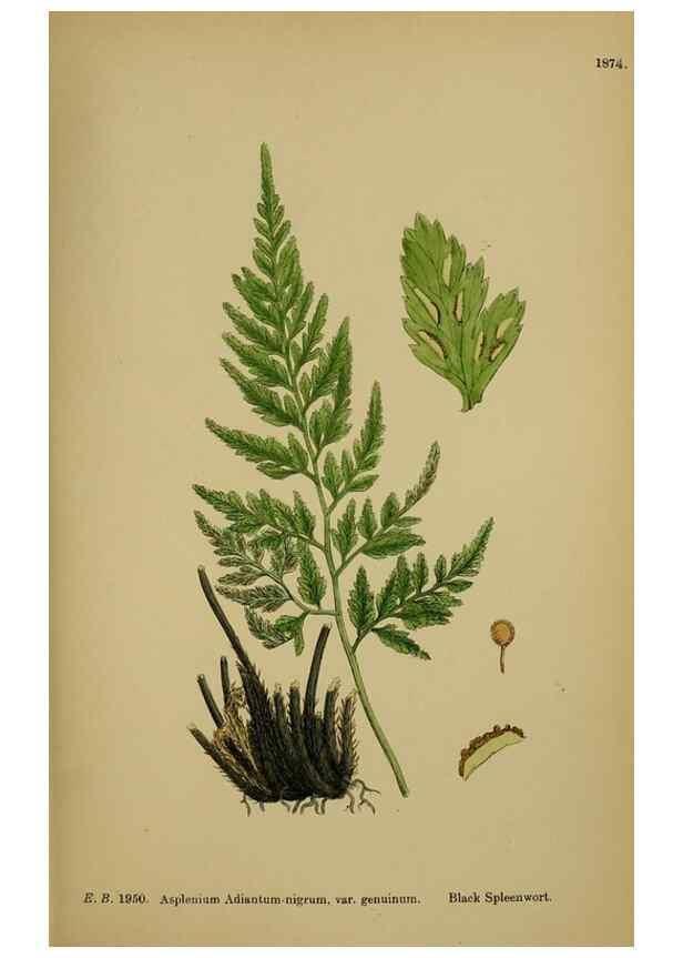 Reproducción/Reproduction 48750506032: English botany, or, Coloured figures of British plants /. London :R. Hardwicke,1863-1886.. 