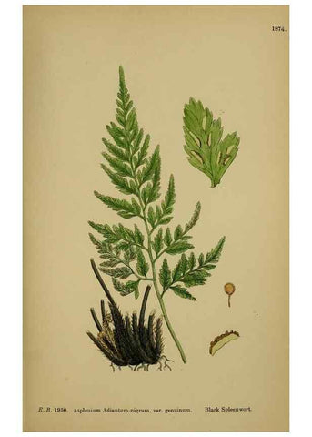 Reproducción/Reproduction 48750506032: English botany, or, Coloured figures of British plants /. London :R. Hardwicke,1863-1886.. 