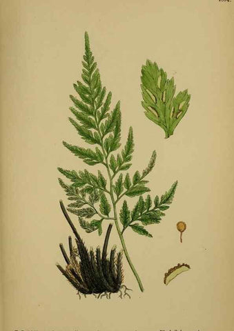 Reproducción/Reproduction 48750506032: English botany, or, Coloured figures of British plants /. London :R. Hardwicke,1863-1886.. 