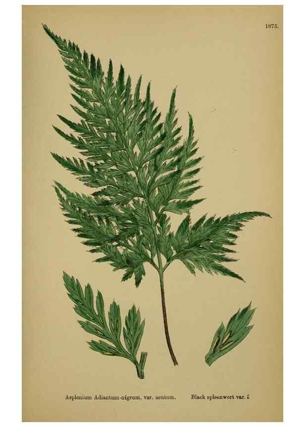 Reproducción/Reproduction 48750338431: English botany, or, Coloured figures of British plants /. London :R. Hardwicke,1863-1886.. 