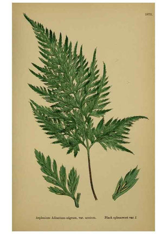 Reproducción/Reproduction 48750338431: English botany, or, Coloured figures of British plants /. London :R. Hardwicke,1863-1886.. 