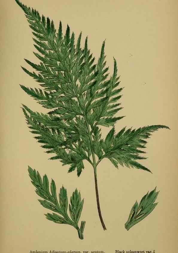 Reproducción/Reproduction 48750338431: English botany, or, Coloured figures of British plants /. London :R. Hardwicke,1863-1886.. 
