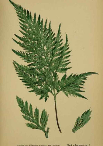 Reproducción/Reproduction 48750338431: English botany, or, Coloured figures of British plants /. London :R. Hardwicke,1863-1886.. 