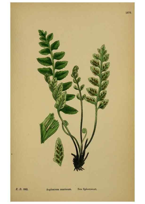 Reproducción/Reproduction 48750338621: English botany, or, Coloured figures of British plants /. London :R. Hardwicke,1863-1886.. 