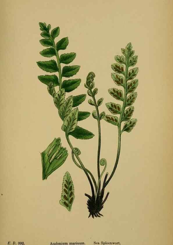 Reproducción/Reproduction 48750338621: English botany, or, Coloured figures of British plants /. London :R. Hardwicke,1863-1886.. 