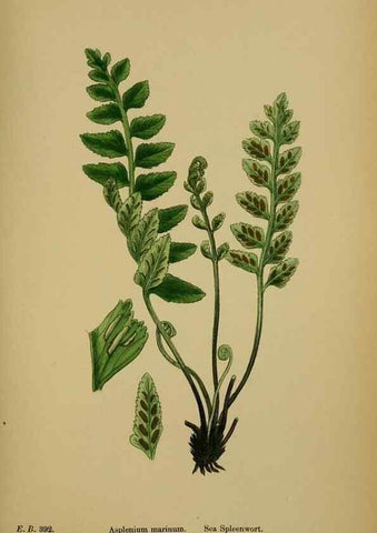 Reproducción/Reproduction 48750338621: English botany, or, Coloured figures of British plants /. London :R. Hardwicke,1863-1886.. 