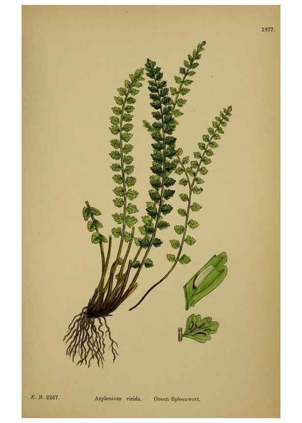Reproducción/Reproduction 48750527942: English botany, or, Coloured figures of British plants /. London :R. Hardwicke,1863-1886.. 
