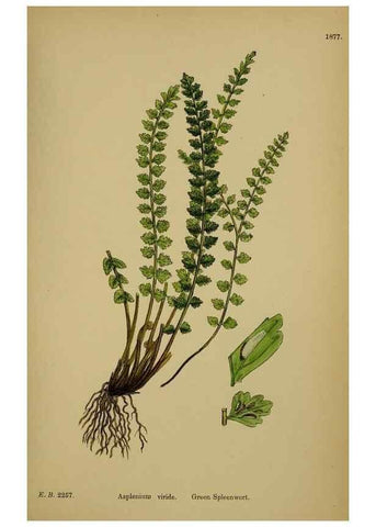 Reproducción/Reproduction 48750527942: English botany, or, Coloured figures of British plants /. London :R. Hardwicke,1863-1886.. 