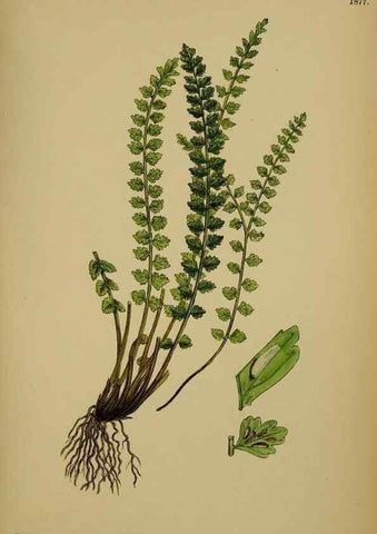 Reproducción/Reproduction 48750527942: English botany, or, Coloured figures of British plants /. London :R. Hardwicke,1863-1886.. 
