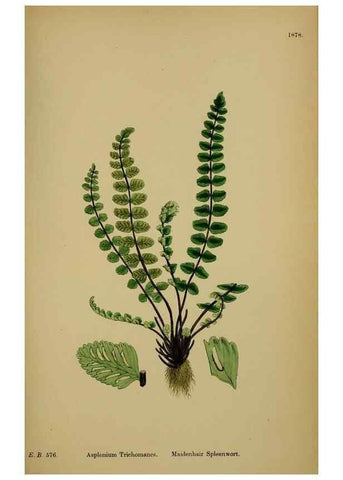 Reproducción/Reproduction 48750339176: English botany, or, Coloured figures of British plants /. London :R. Hardwicke,1863-1886.. 
