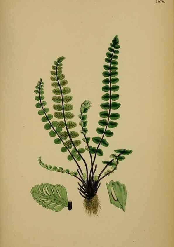 Reproducción/Reproduction 48750339176: English botany, or, Coloured figures of British plants /. London :R. Hardwicke,1863-1886.. 