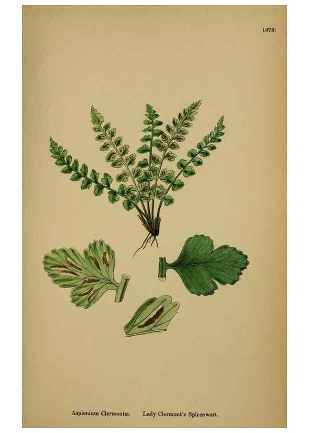 Reproducción/Reproduction 48750012488: English botany, or, Coloured figures of British plants /. London :R. Hardwicke,1863-1886.. 