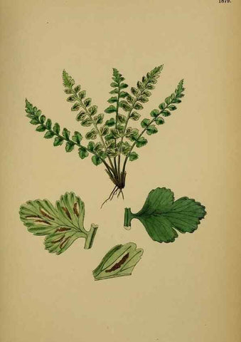 Reproducción/Reproduction 48750012488: English botany, or, Coloured figures of British plants /. London :R. Hardwicke,1863-1886.. 