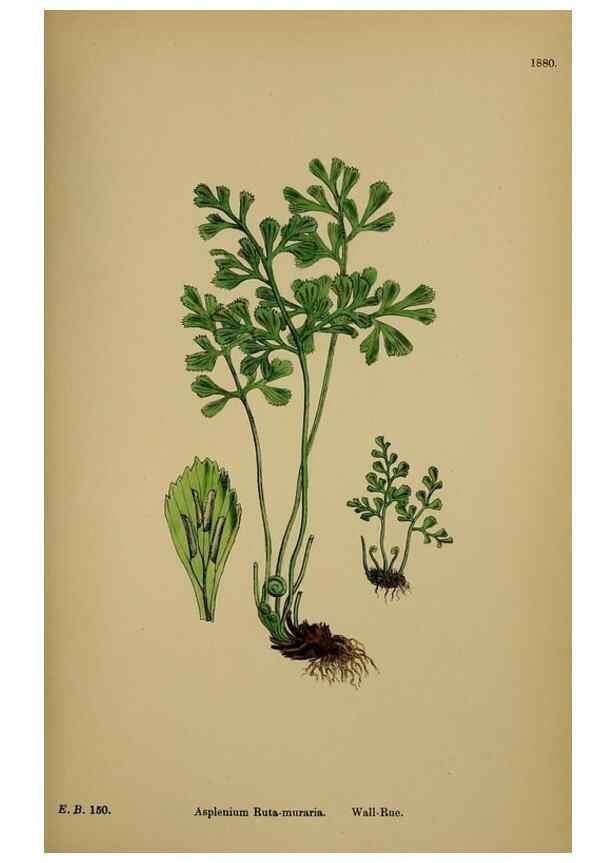 Reproducción/Reproduction 48750339616: English botany, or, Coloured figures of British plants /. London :R. Hardwicke,1863-1886.. 