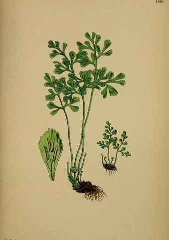 Reproducción/Reproduction 48750339616: English botany, or, Coloured figures of British plants /. London :R. Hardwicke,1863-1886.. 