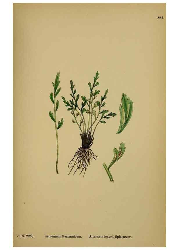 Reproducción/Reproduction 48750012978: English botany, or, Coloured figures of British plants /. London :R. Hardwicke,1863-1886.. 