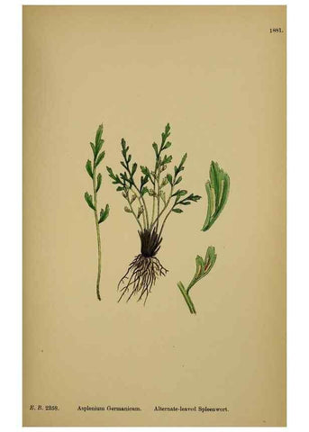 Reproducción/Reproduction 48750012978: English botany, or, Coloured figures of British plants /. London :R. Hardwicke,1863-1886.. 