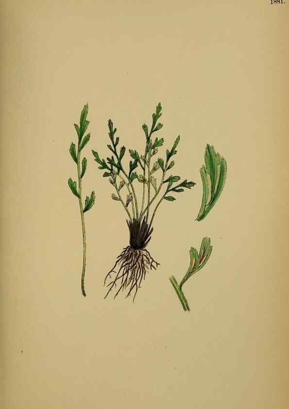 Reproducción/Reproduction 48750012978: English botany, or, Coloured figures of British plants /. London :R. Hardwicke,1863-1886.. 