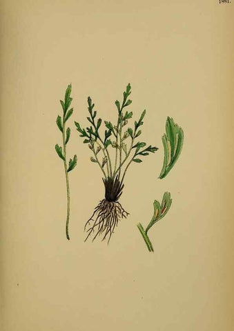 Reproducción/Reproduction 48750012978: English botany, or, Coloured figures of British plants /. London :R. Hardwicke,1863-1886.. 