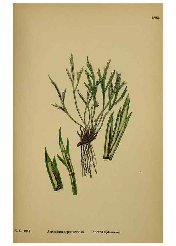 Reproducción/Reproduction 48750013233: English botany, or, Coloured figures of British plants /. London :R. Hardwicke,1863-1886.. 