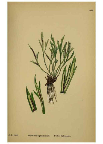 Reproducción/Reproduction 48750013233: English botany, or, Coloured figures of British plants /. London :R. Hardwicke,1863-1886.. 